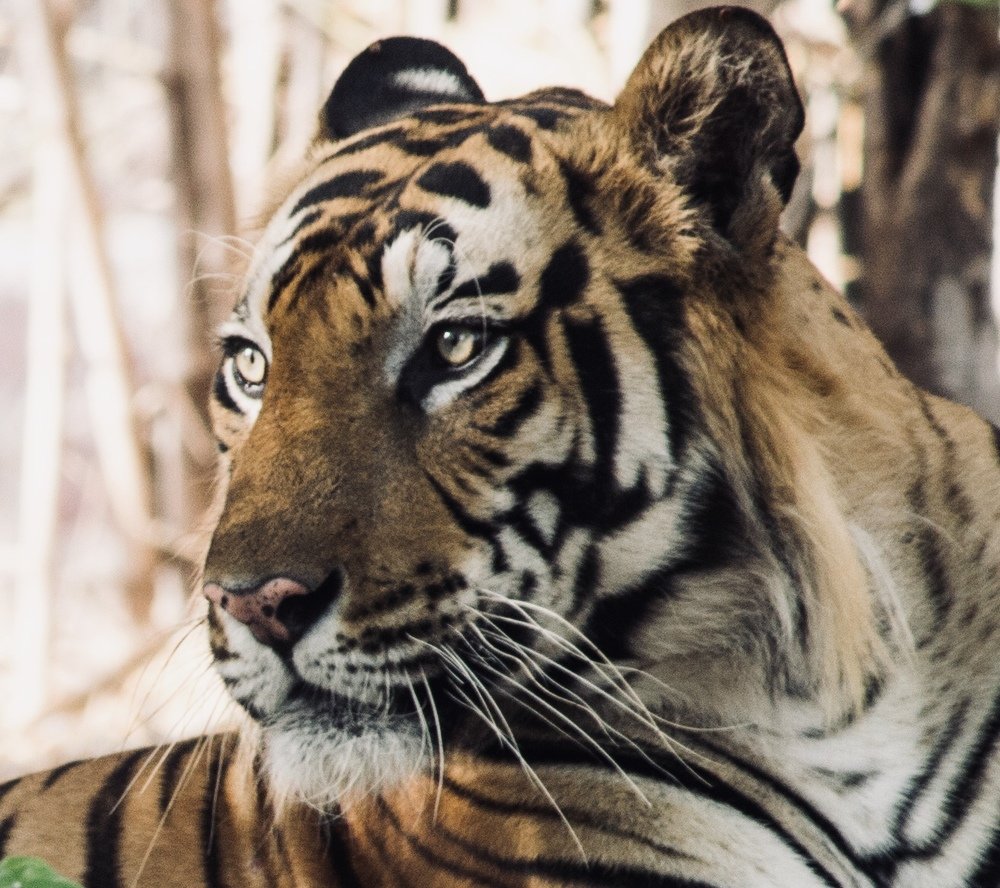 Photograph by Nyonika Rawal