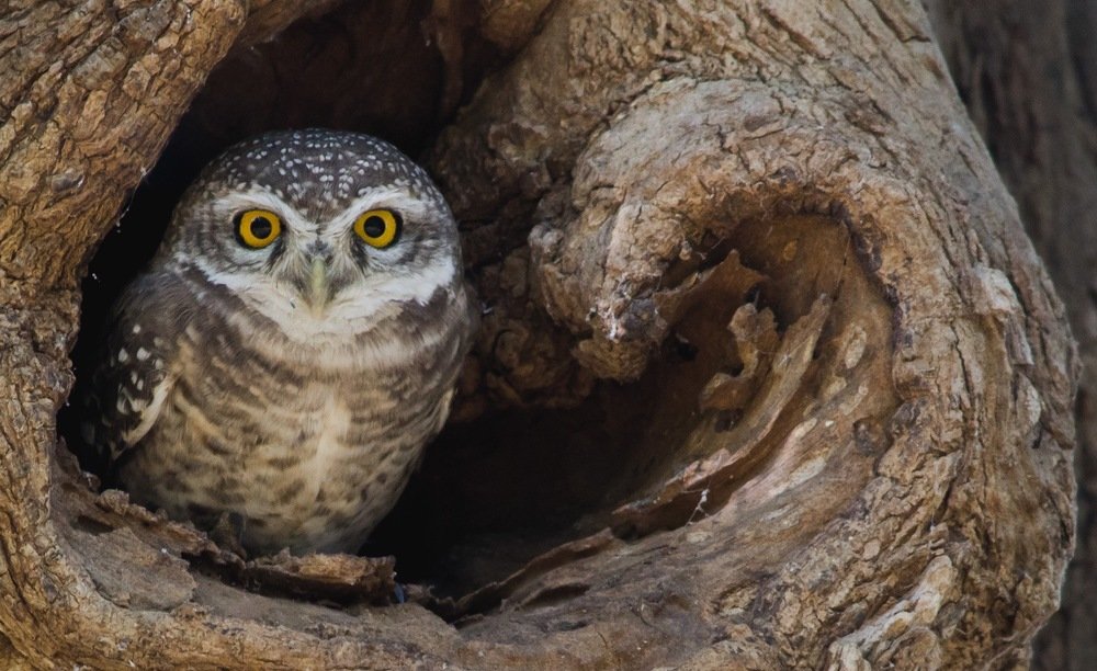 Spotted Owlet