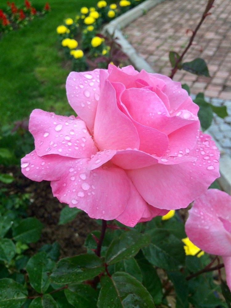 Photograph by Елена Кулакова