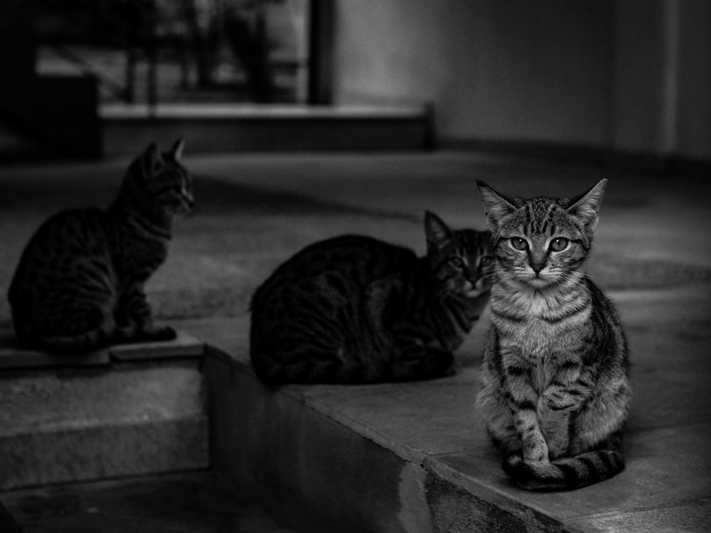 Photograph by Георгий Акопджанов