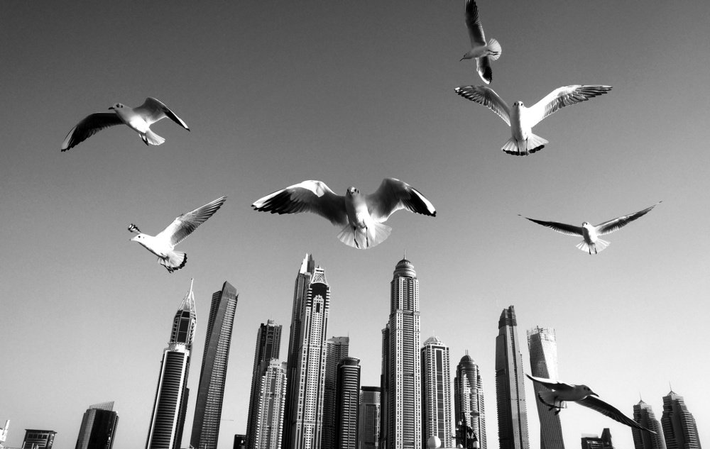 Photograph by Amirkasra baniasadi