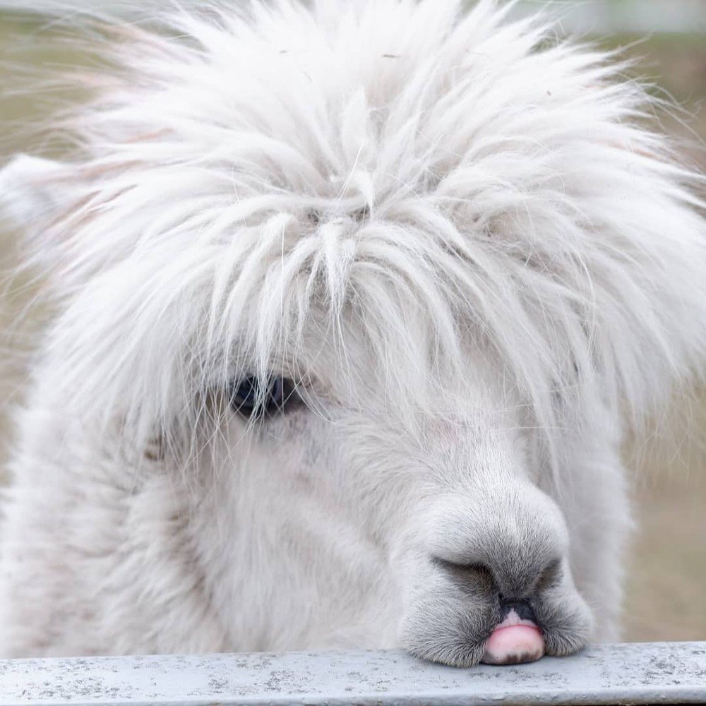 Чмоки-чмоки