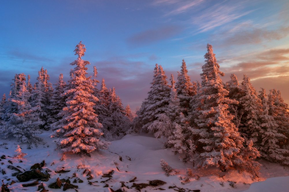 Сказочный лес
