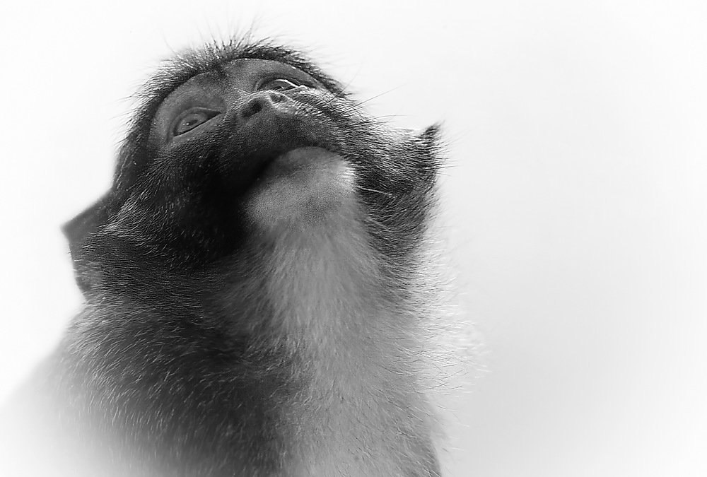 Фотография автора Анатолий Мироненко