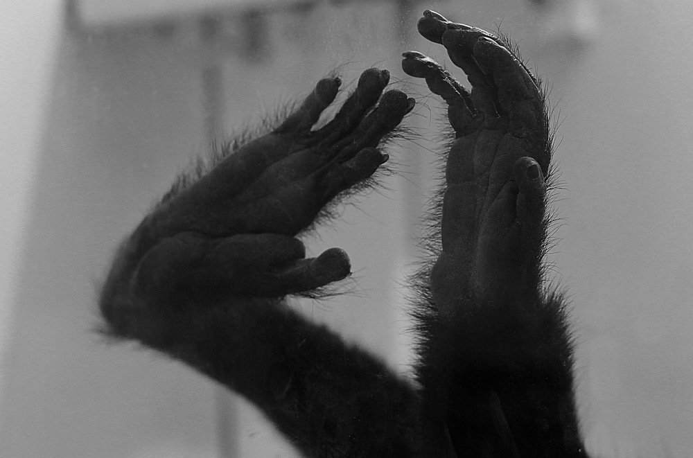 Фотография автора Анатолий Мироненко