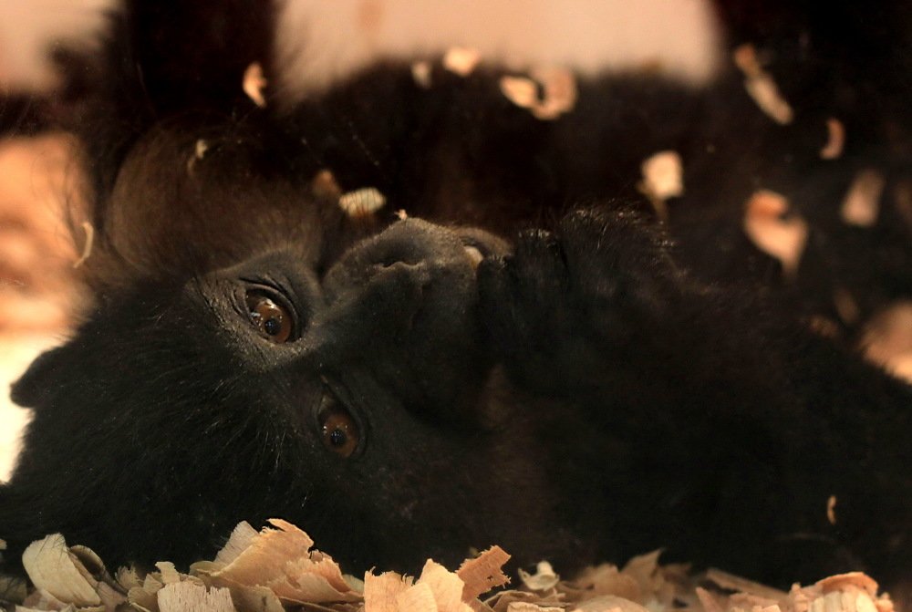 Фотография автора Анатолий Мироненко
