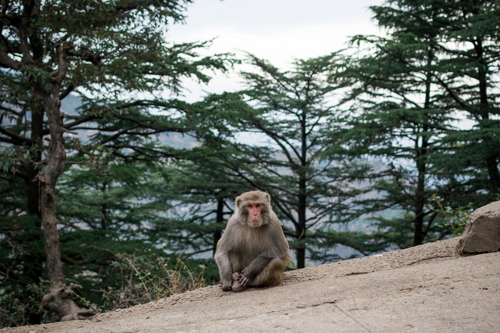 Photograph by Svetlana  Bakulina