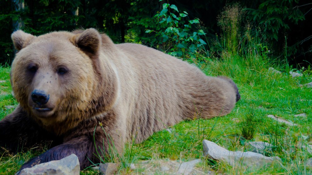 Photograph by Olga Bezak