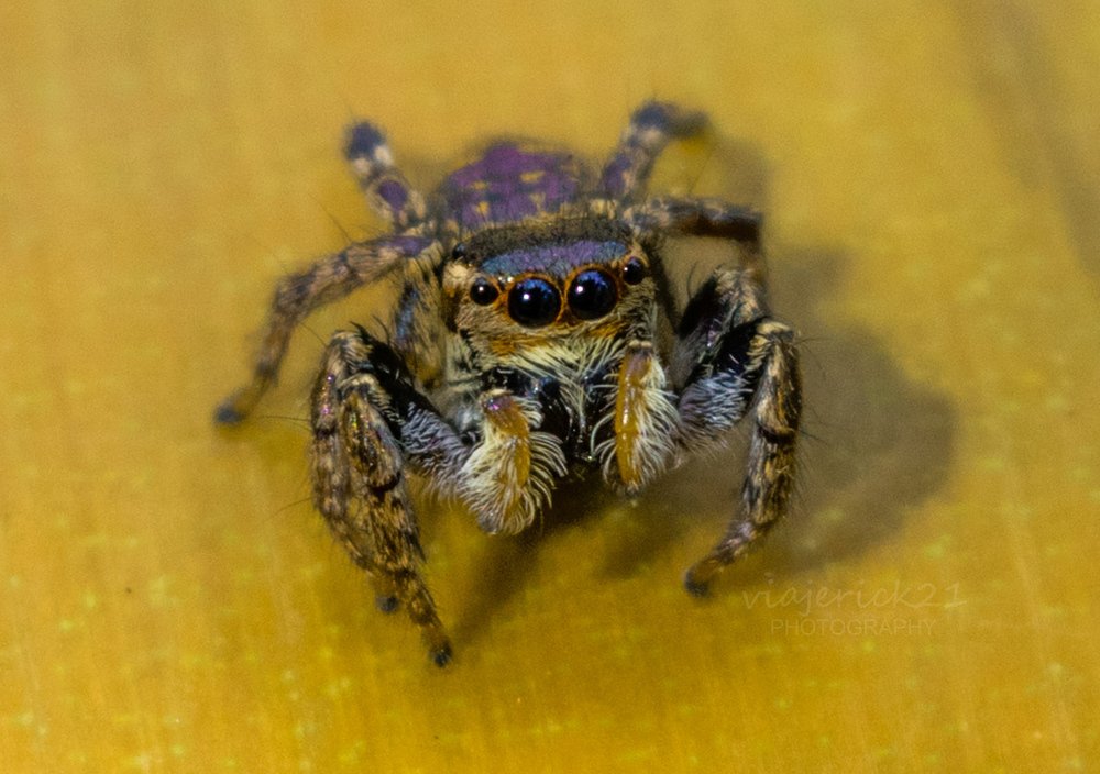 Photograph by Frederick Viaje