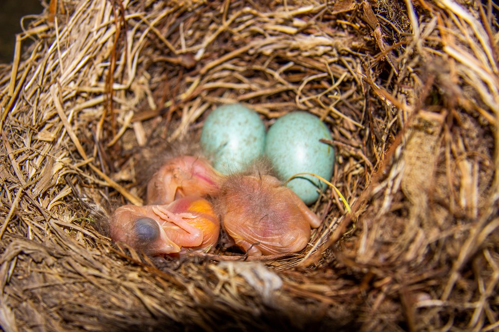 Newly hatched (недавно вылупившиеся).