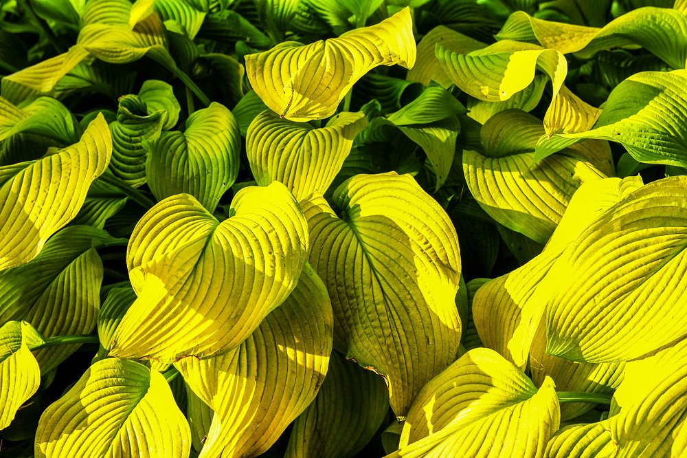 Photograph by Александра Шайдурова