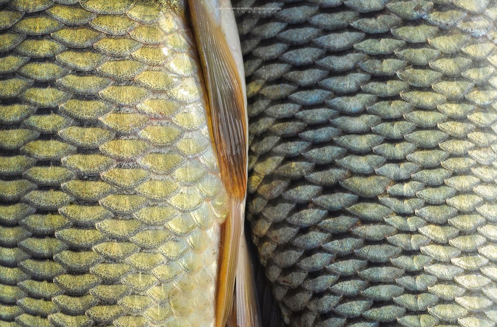 Photograph by Jean-Pierre Desvigne