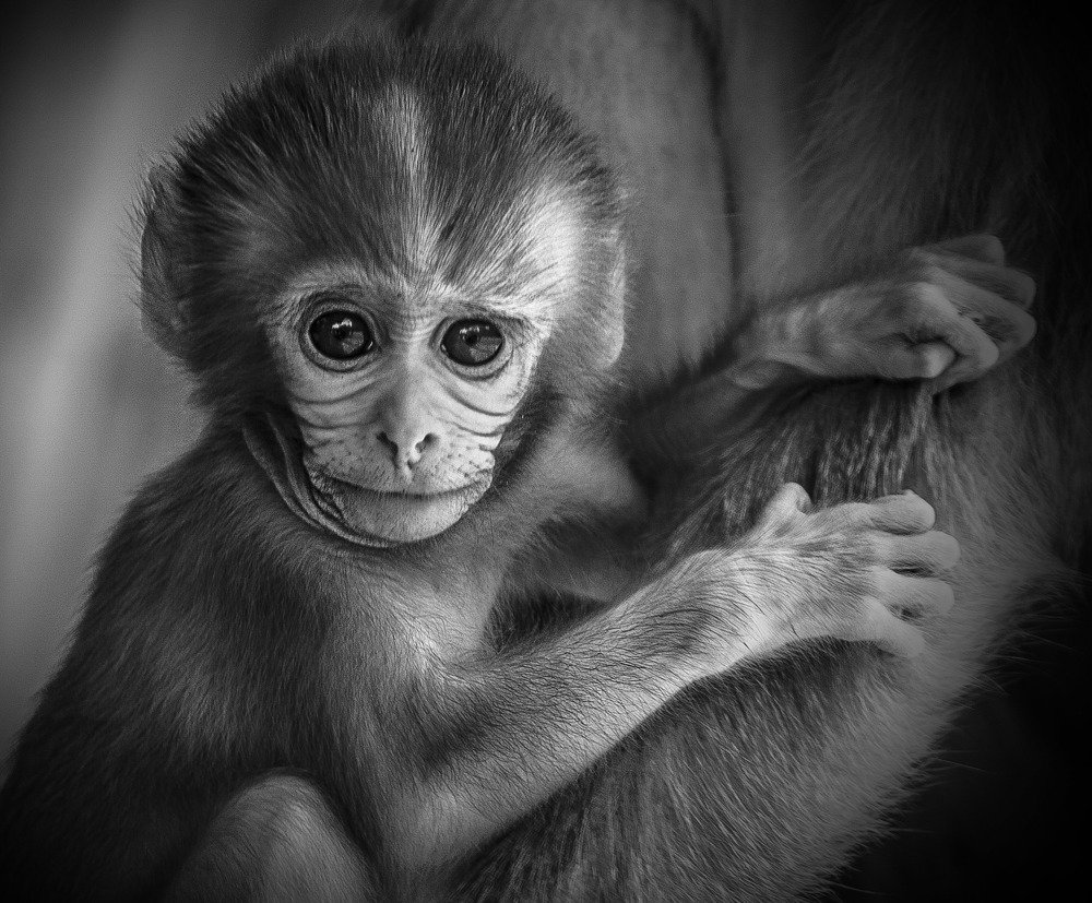 Photograph by Salim Alhajri