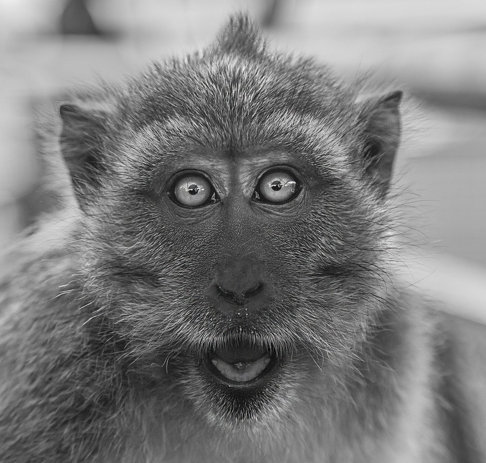 Photograph by Salim Alhajri