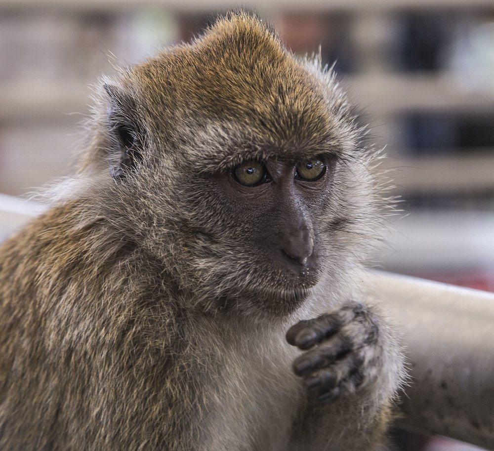 Photograph by Salim Alhajri