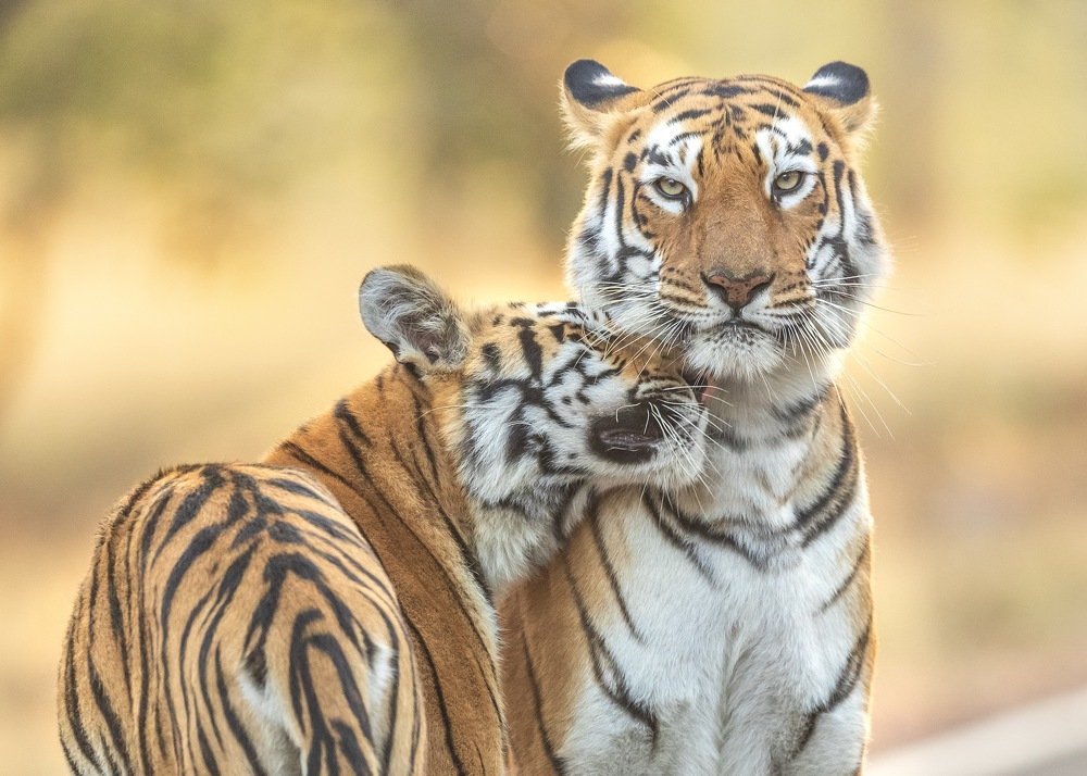 Photograph by Lionel falcao