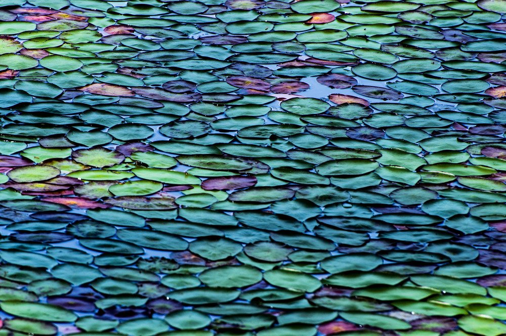 Photograph by Ela Opatowiecka