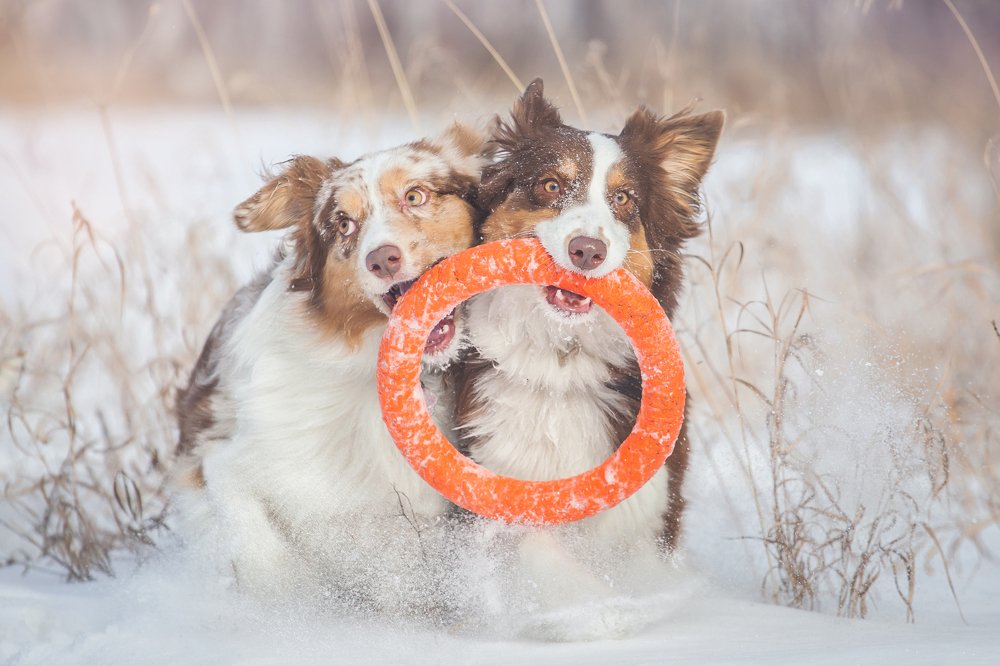 Photograph by Лисий Дарья