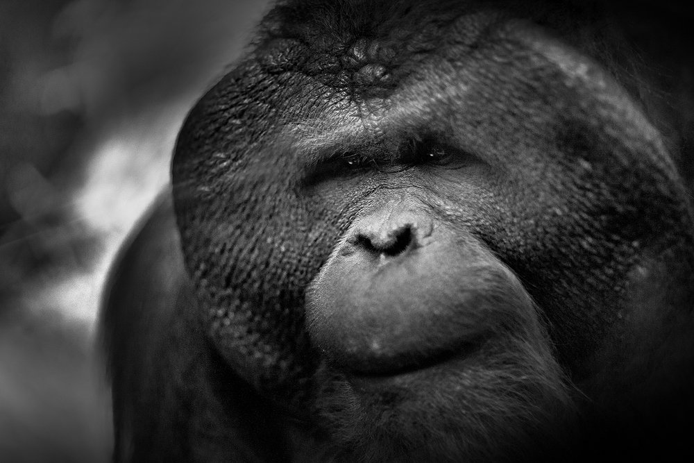 Photograph by Алексей Родак