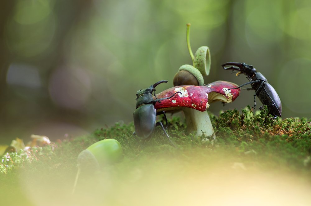 Photograph by Юрій Стороженко