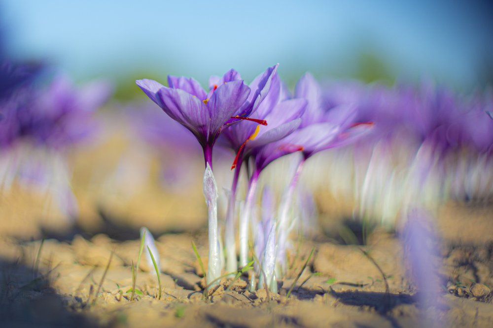 Photograph by  Reza Mohammadi