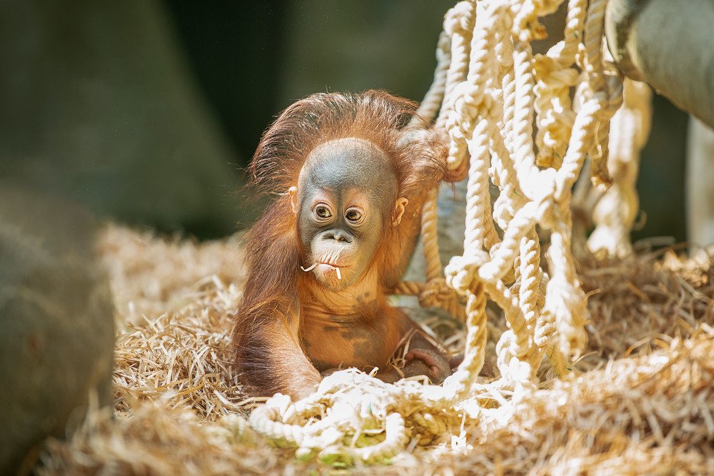 Счастье это я