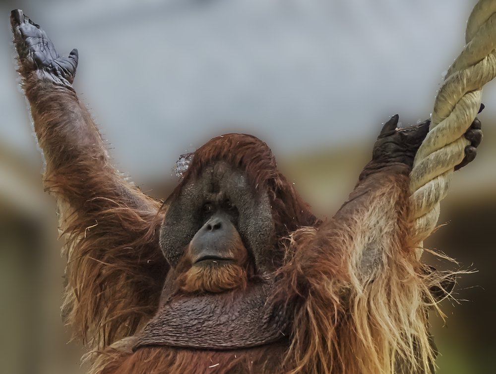 привет пипл