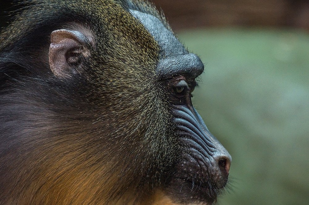 Photograph by Сергей Духанин