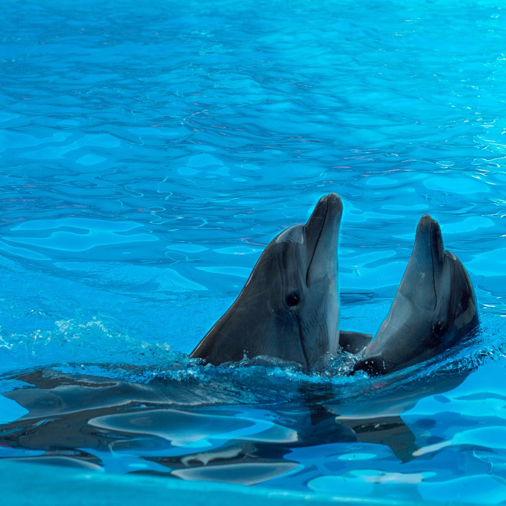 Photograph by Снежана Жвирбля