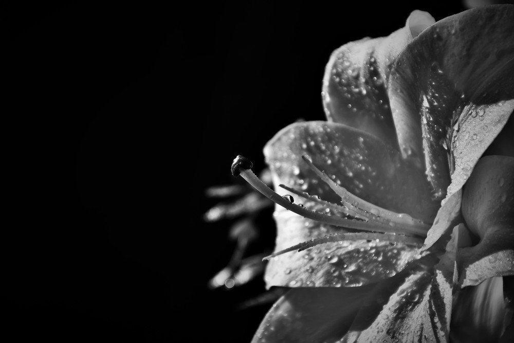 Photograph by Ija Reiman