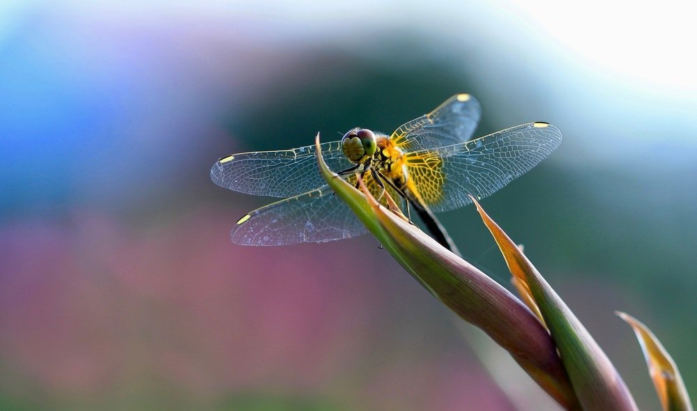 Photograph by Леунина Людмила