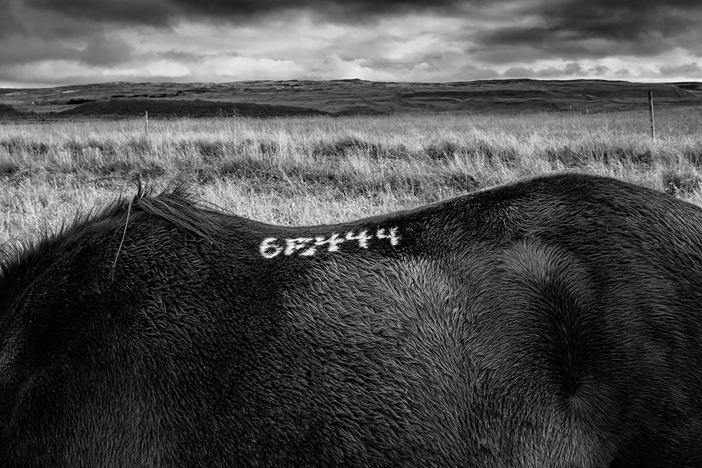 Photograph by Sándor László