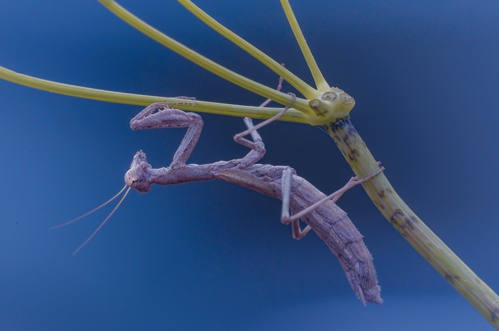 Mantis Religiosa at the end of the day