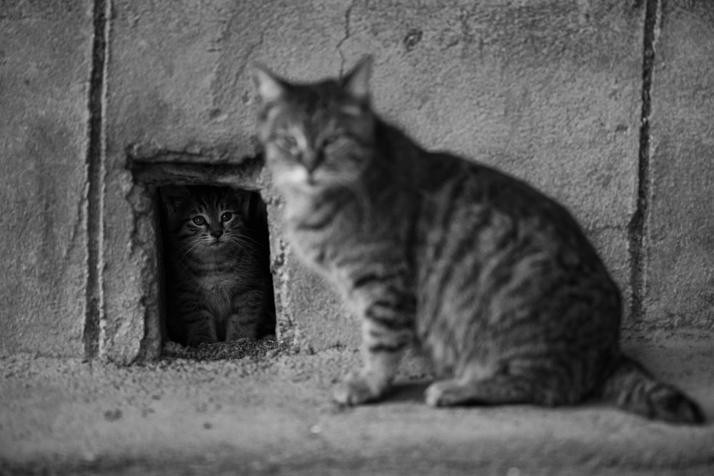 Photograph by  Nika & Ramin