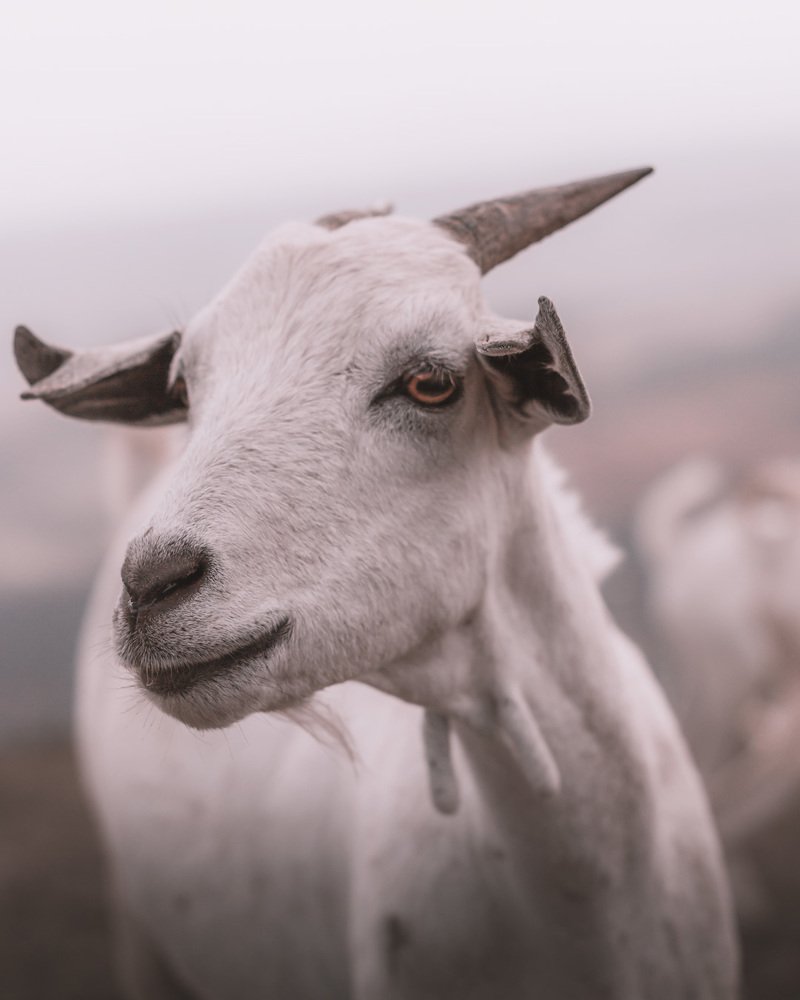 The Goat