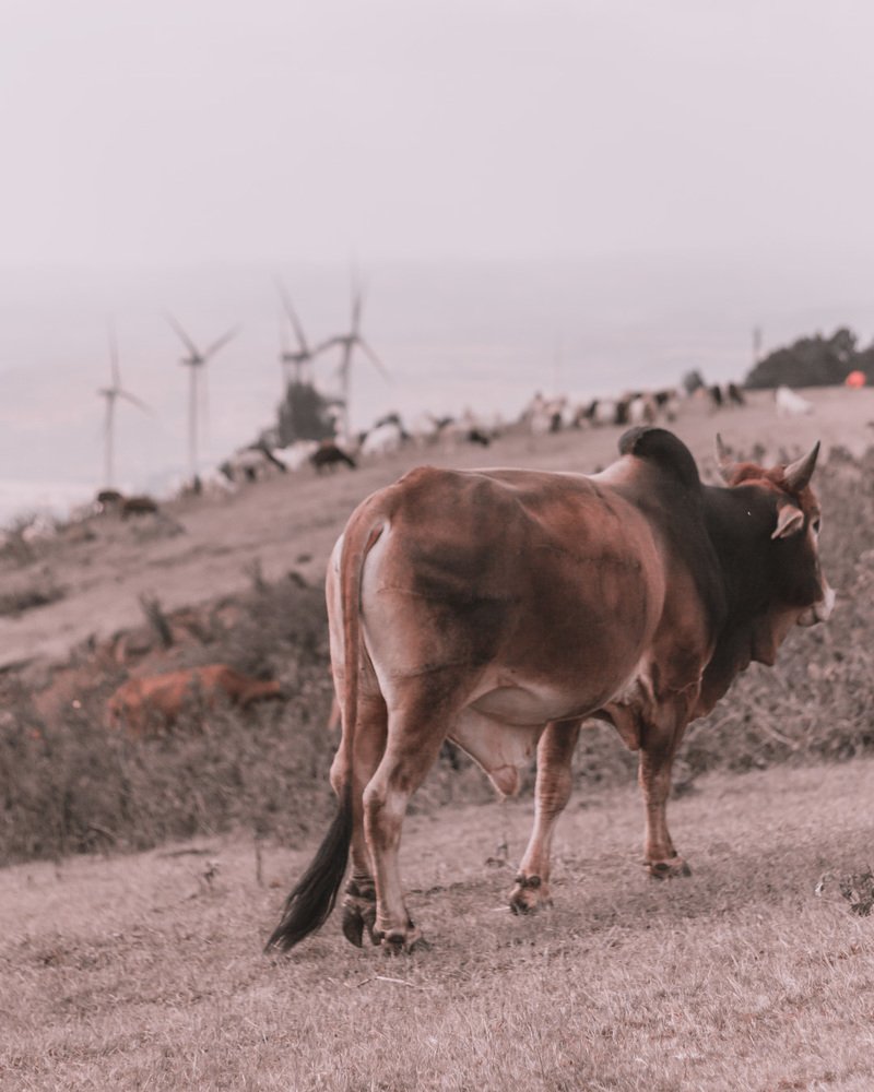 Photograph by DIsney Constant Banje