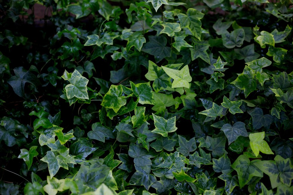 Фотография автора Елена Ельшина