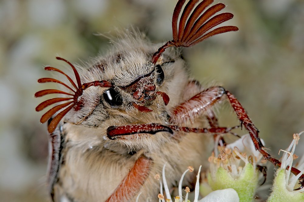 Про оленя (About deer)