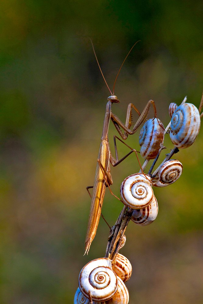 Барабанщик (Drummer)