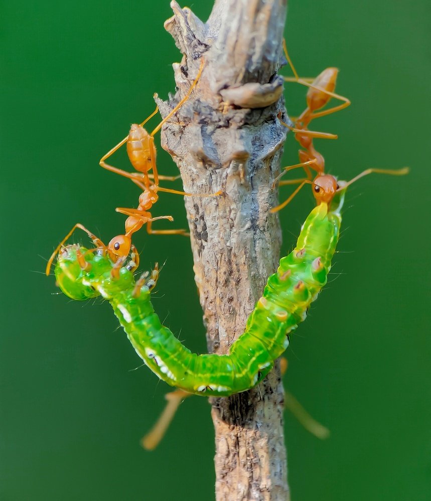 Photograph by Ananta Ghosh