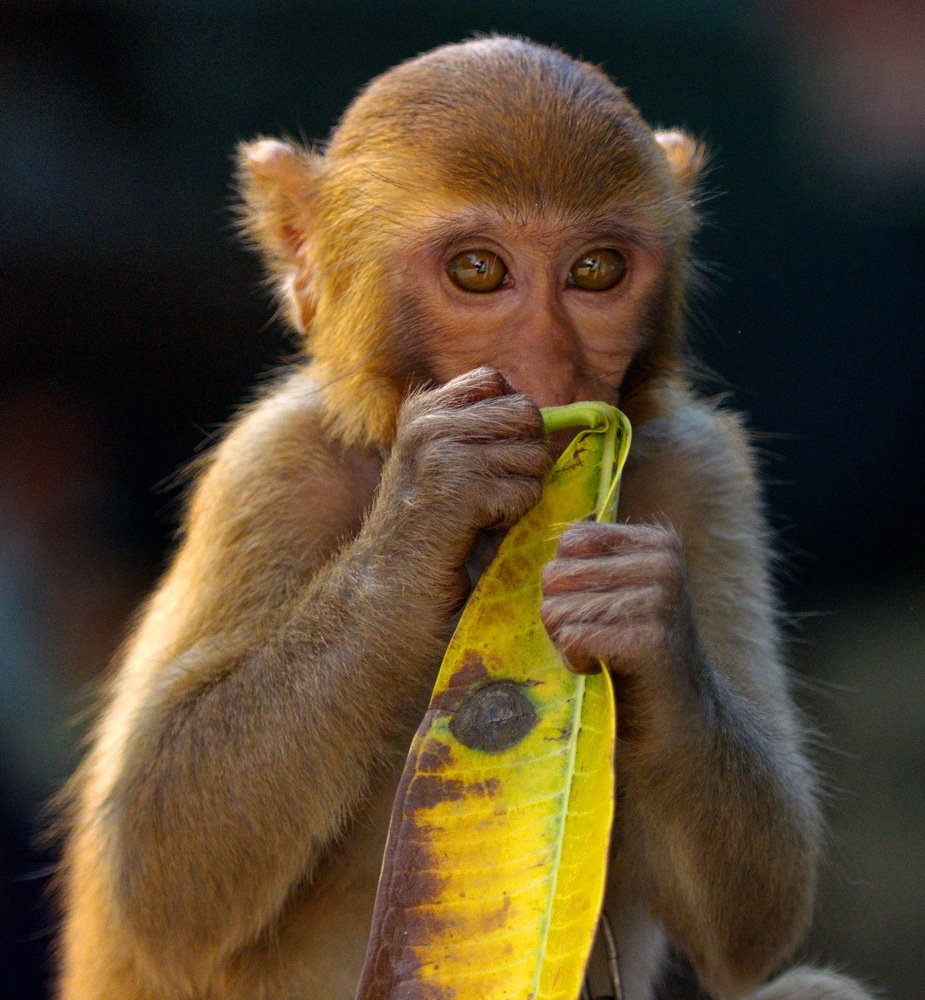 Photograph by Aung Kyaw Soe