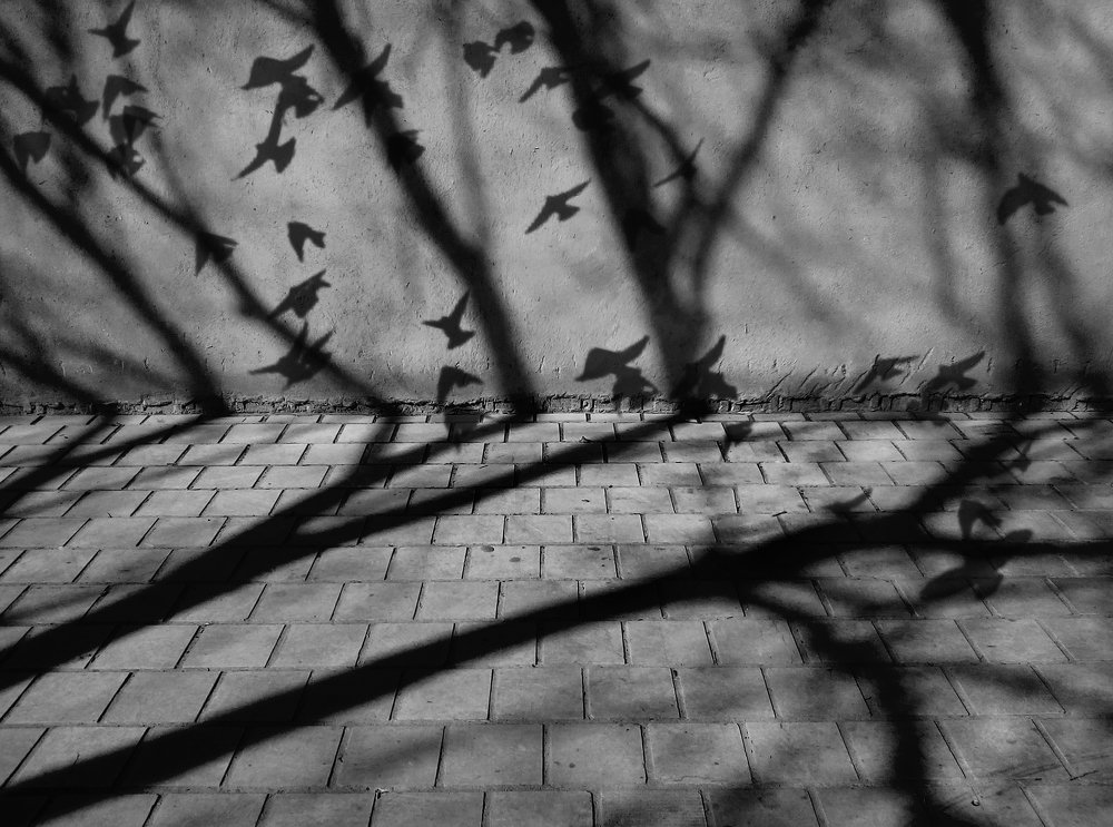 Photograph by farshid ashkar