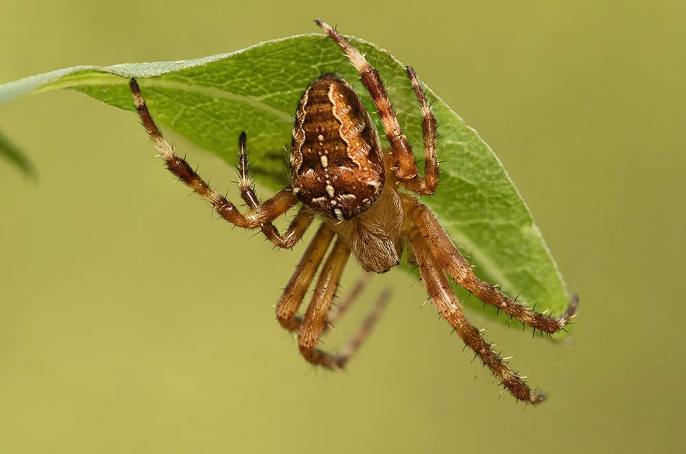 Photograph by Марина Хилько