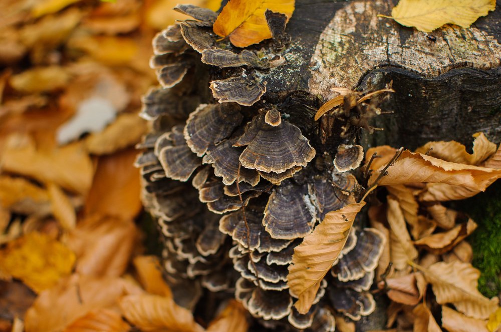 Photograph by Antonio Ciuperca