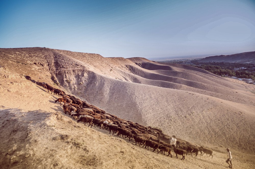 Фотография автора Хамдамжон Мамадалиев