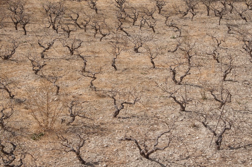 Засуха / Drought