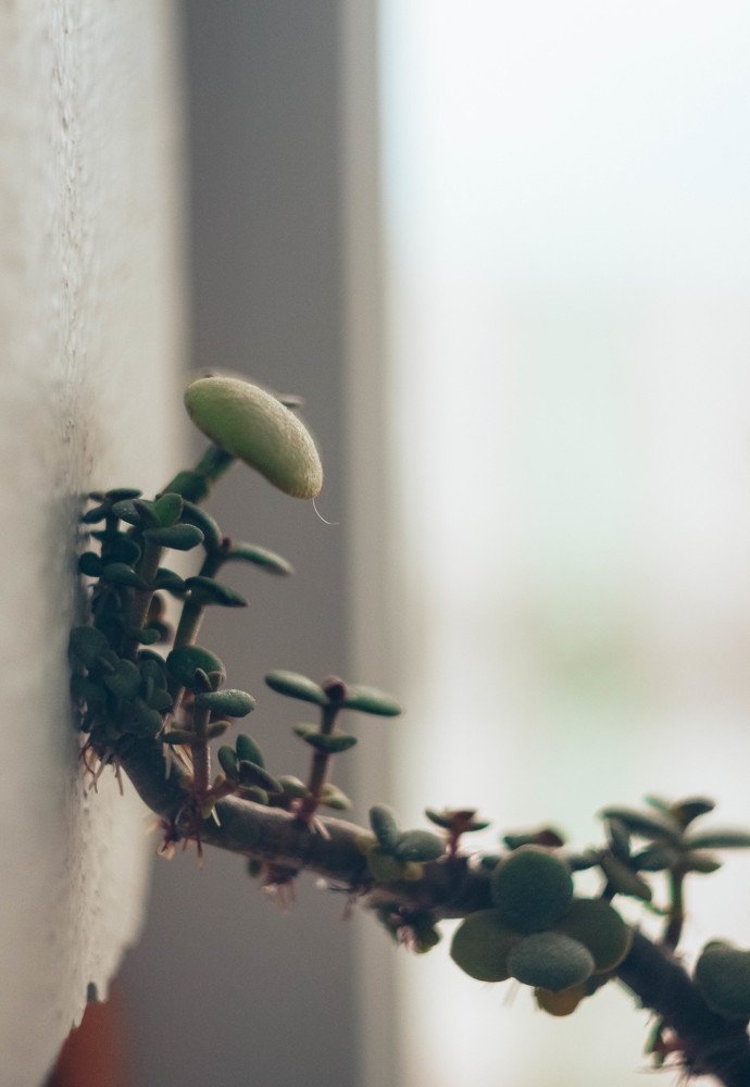 Photograph by Екатерина Романова