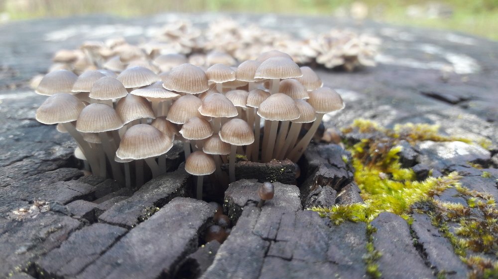 Fungus