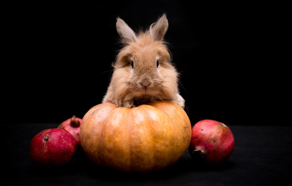 Photograph by Svetlana  Palaychuk