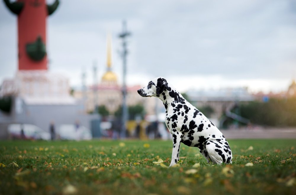 Photograph by Svetlana  Palaychuk